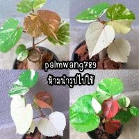 ราคา โพธิ์ด่าง โพธิ์ 7 สี โพธิ์เจ็ดสี โพธิ์ทะเลด่าง กระถาง 3” (10056341885)