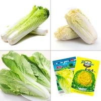 ราคา เมล็ดผักกาดขาว เบบี้ผักกาดขาวปลี ผักกาดหางหงส์ ผักกาดกุหลาบ Original เมล็ดนำเข้า (3868748277)