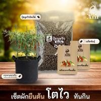 ราคา ชุดปลูกพริกกะเหรี่ยงสั้น เชตผักยืนต้น4 พร้อมเมล็ดพันธุ์ออร์แกนิค ปลูกผักเอง สวนผัก ปุ๋ยมูลวัวอัดเม็ด กระถางปลูกผัก (55756636680)