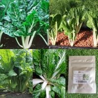 ราคา เมล็ด : เมล็ดสวิสชาร์ด สีเขียว Swiss Chard Lucullus 15-35 เมล็ด สวิสชาร์ต สวิสชาร์ต เมล็ดพืช ผัก สวนครัว เมล็ดพันธุ์ (13974770733)