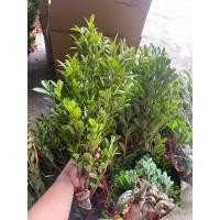 ราคา ‼️พร้อมส่ง ไทรเกาหลีกิ่งตอน 10 บาท กิ่งสูงๆสวยๆ พร้อมปลูก มีแถมฟรีทุกออเดอร์ (26726429074)