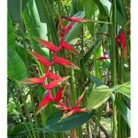 ราคา เฮลิโคเนีย ชื่อ (รอลินเลียน่า)Heliconia (25122455931)