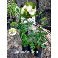 ราคา ต้นจันกะพ้อเลื้อย หรือ จันกะพ้อเถาว์ จันกะพ้อ (27354707022)