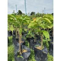 ราคา กระท้อนหวานปุยฝ้ายลูกโตแทั/ติดตา/ (5438346349)