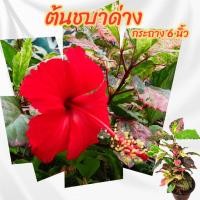 ราคา ต้น ชบาด่าง กระถาง 6 นิ้ว(ส่งพร้อมกระถาง)(ขั้นต่ำ 2 ต้น) (10116523724)