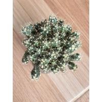 ราคา ไม้พอท เฟอโรเล็บเหยี่ยว( Ferocactus peninsulae) ขนาดกระถาง 2.5 นิ้ว (41601139554)