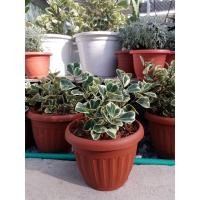 ราคา ต้นหัวใจเศรษฐี ต้นสาริกาลิ้นทองด่าง ต้นไทรสามเหลี่ยมด่าง ต้นไทรด่างใจ ส่งพร้อมกระถาง7นิ้ว (15934012227)