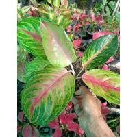 ราคา ไม้มงคลอโกลนีมา Aglaonema รวยลาภ (26077606683)