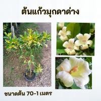 ราคา ต้นแก้วมุกดาด่าง แก้วมุกดาใบด่าง (28392597647)