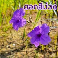 ราคา ต้อยติ่ง สีม่วง ฟ้าประทานพร ต้อยติ่งฝรั่ง ไม้ประดับ พร้อมราก / 500กิ่ง - 1000กิ่ง (25389223407)