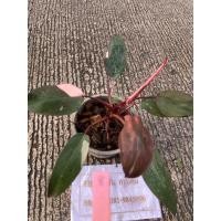ราคา ฟิโลเดนดรอน พิ้ง ปริ้นเซส Philodendron pink princess ต้นที่ส่ง คือ ต้นในรูป (24612256893)