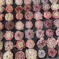 ราคา ไม้อวบน้ำ กุหลาบหิน succulent plants 105 ต้น (23433693066)