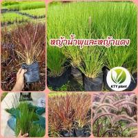 ราคา ต้นหญ้าน้ำพุ หญ้าเม็กซิกัน หญ้าแเดง หญ้าดอกขาว หญ้าตกแต่งสวน (44152810319)