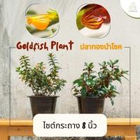 ราคา Treeno.9 T189 ปลาทองนำโชค มี 2สี (Goldfish Plant) กระถาง 8 นิ้ว / สูง 30-40 ซม. / ไม้ประดับ ไม้มงคล (28155501447)