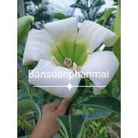 ราคา ต้นชบาช้าง ขนาด40-50ซม. (49652688712)