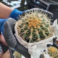 ราคา ถังทอง แคคตัส กระบองเพชร GOLDEN BARREL CACTUS ขนาด 10-12ซม.รวมหนาม (3787925484)