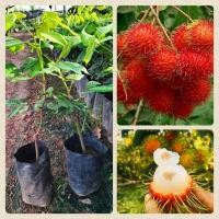 ราคา ต้นเงาะโรงเรียน เงาะติดตา เป็นเงาะโรงเรียนแท้100% ส่งจากใต้แห่งกำเนิด ส่งทั้งถุงชำ (20455204094)