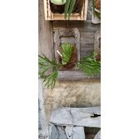 ราคา เฟิร์นชายผ้าสีดาเขากวางตั้งคิชฌกูฏขนาดกว้าง 40 * 40 * 35 cm (44756301808)