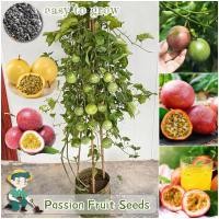ราคา 50เมล็ด ปลูกง่าย เมล็ดสด100% เมล็ดพันธุ์เสาวรส บอนสี สีแดง สีเหลือง Passion Fruit Seeds เมล็ดพันธุ์ เสาวรสหวาน เมล็ดผลไม (53903778441)