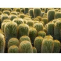 ราคา กระบองทอง แคคตัส โนโตแคคตัส เลนิงเฮาชิอาย (Notocactus leninghausii) จัดส่งทั้งกระถาง (4265054975)
