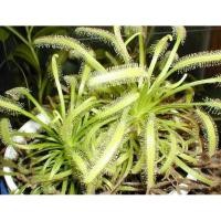 ราคา เมล็ดพืชกินแมลง drosera capensis 30+ เมล็ด พร้อมคู่มือ #drosera #capensis #alba #เมล็ด #หยาดน้ำค้าง (5355194139)