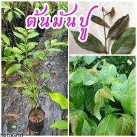 ราคา ต้นมันปู นิยมนำใบอ่อนใช้กินเป็นผักสดกับขนมจีน แกงเผ็ด น้ำพริก มีรสชาติหวานมัน ไม่ฝาด ต้นสูงประมาณ 60 ซม. (18294438580)