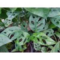 ราคา ต้น พลูฉลุ (2376941836)