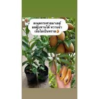 ราคา ต้นละมุดกระสวยมาเลย์เพาะเมล็ด (29834762909)