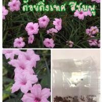 ราคา เมล็ดพันธุ์ ดอกต้อยติ่งเทศสีชมพู ต้อยติ่งชมพู ต้อยติ่ง (ซื้อ 10 แถม 1 คละอย่างได้) /เมล็ดมอนสเตอร่าด่าง เมล็ดพันธุ์กระท่ (12440935071)
