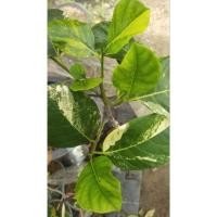 ราคา ขนุนทองประเสริฐใบด่างกิ่งทาบสูง80cm (40706786073)