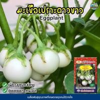 ราคา เมล็ดมะเขือเปราะดาวขาว Eggplant เมล็ดมะเขือเปราะ เมล็ดพันธุ์มะเขือเปราะ เมล็ดผักสวนครัว ตราภูเขาทอง (4658886332)