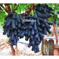 ราคา ต้นองุ่นนิ้วมื้อแม่มด (41705250906)