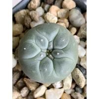 ราคา Lophophora fricii yatagai (oibo) (21210676394)