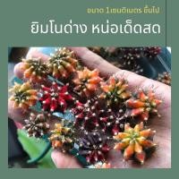 ราคา พร้อมส่ง ส่งไว หน่อเด็ดสด ยิมโนด่าง มัลติคัลเลอร์ โคลนญี่ปุ่น และโคลนดังต่างๆ พร้อมส่ง (11528325208)