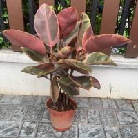 ราคา ต้นยางอินเดีย ด่างชมพู (1กระถางมี 3ต้น) (7541770684)