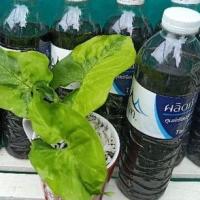 ราคา หยดทิพย์ปรับสภาพด่าง,วิตามินบำรุงรากไม้ด่าง,วิตามินปรับสภาพไม้,วิตามินปรุงด่างขนาดบรรจุ.500กรัม (11969822662)