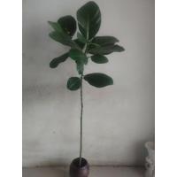 ราคา กิ่งไม้ขนุนสดOrganic พร้อมส่ง (42052739513)