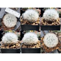 ราคา แมมขนแกะ Mammillaria Bocasana V.Multilanata (13426693419)