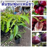 ราคา ต้นชมพู่มะเหมี่ยว ต้นสวย พร้อมส่ง (43909395076)
