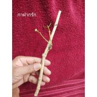 ราคา กาฝากต้นทับทิม กาฝากรักกาฝากต้นรักแท้100% (19391413694)