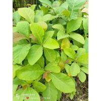 ราคา ต้นไม้สักทอง ไม้เศรษฐกิจ เนื้อเเข็ง ส่งทั้งถุงชำ ขนาดต้น40-60ซม (25466531304)