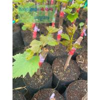 ราคา กิ่งองุ่นพันธุ์ นิ้วแม่มดแดง ตอป่าติดตาปักชำ (19384764713)