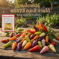 ราคา เมล็ดพันธุ์พริกเจ็ดสี พริกสายรุ้ง ประดับได้ ทานได้เผ็ดมาก 30-70 เมล็ด อินทรีย์ออแกนิค งอกดี ปลูกง่าย (ซื้อ 10 แถม 1 ) (43578542475)