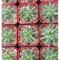 ราคา กล้วยหอม แคคตัส กระบองเพชร ไม้เล็ก (288266720)