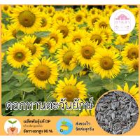 ราคา ดอกทานตะวันยักษ์ 100 เมล็ด (29673085361)