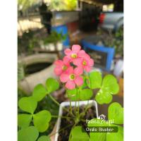 ราคา Oxalis Blusher ดอกสีส้มแดงขนาดใหญ่ ออกดอกบ่อย ในกระถาง 5 นิ้ว (มี 2 กระถาง) (47453001440)