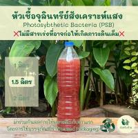 ราคา หัวเชื้อจุลินทรีย์สังเคราะห์แสง PSB ขวดรียูส ขนาด 1.5 ลิตร อินทรีย์ ออแกนิก จุลินทรีย์ดี ปุ๋ยน้ำ ปุ๋ยยูเรีย บำบัดน้ำ (23555108341)