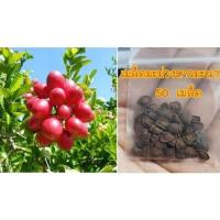 ราคา เมล็ดมะม่วงหาวมะนาวโห่ ผลไม้ สมุนไพร 50 เมล็ด มีบริการเก็บเงินปลายทาง (7140680794)