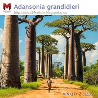 ราคา เมล็ดเบาบับ Adansonia digitata (2เมล็ด) (1110537849)
