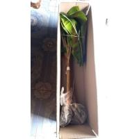 ราคา กล้วยงาช้างหน่อละ 100บาท (13130604157)